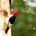 CAREER LESSONS I LEARNED FROM A WOODPECKER