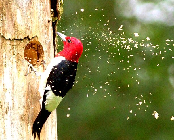 CAREER LESSONS I LEARNED FROM A WOODPECKER